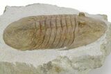 Huge, Fossil Pseudobasilicus planus Trilobite - Russia #360297-2